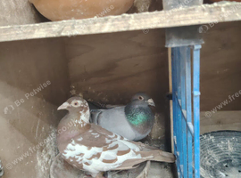 Racing pigeon for sale
