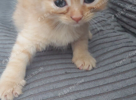 Bsh cross kitten needs forever home
