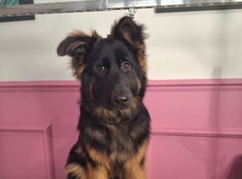 German Shepherd- Stormi