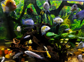 African Cichlids