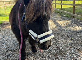 Mini Shetland for sale