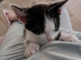 Kitten for sale