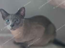 Teddy the adorable russian blue/siamese
