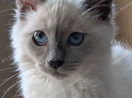 Cute kitten birman
