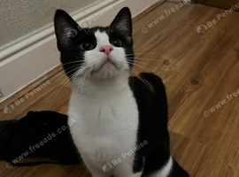 Cat rehome