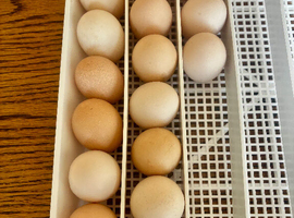 Mixed Pekin Bantam Hatching Eggs