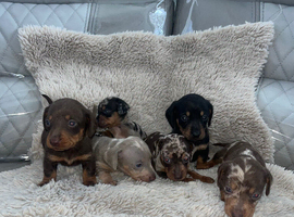 Miniature dachshund puppy&rsquo;s