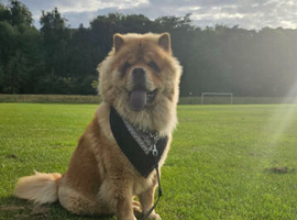 Chow chow