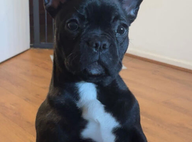 French bulldog- sable