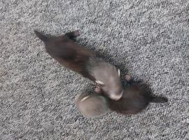 Baby ferrets