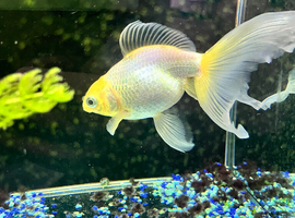 Cold water fancy goldfish
