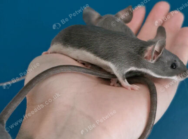 Fancy mice ready now