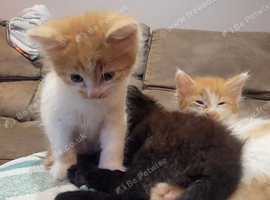 I have a litter of 5 mixed colored kittens for sale
