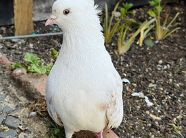 Iranian pigeon