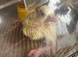 Egg Incubation Service - Hatch Your Own Chicks!