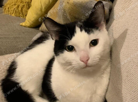 Balck and white cat needs rehoming
