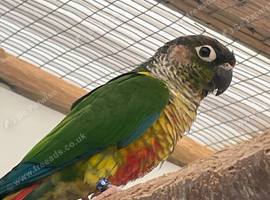 Conure