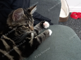 Tabby kitten 4 month old