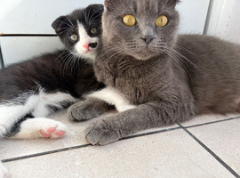 One tuxedo male fold, super sweet and calm