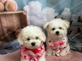 2 girls left Pure Pedigree Champion Bloodline Bichon Frise