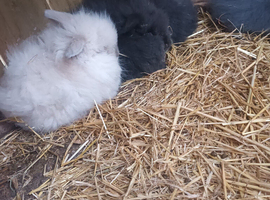 Angora x lion head bunnies