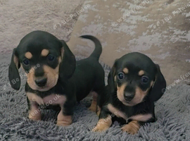 Quality Miniature Dachshunds