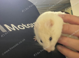 Female hamster