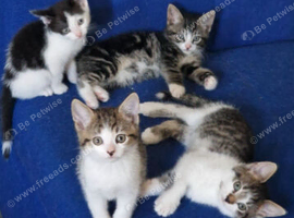 Adorable Tabby Kittens.