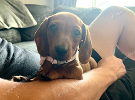 3 female dachshund puppies