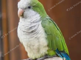 Quaker parrot