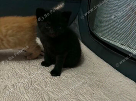 2 female black kittens