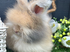 Angora black Harlequin bunny