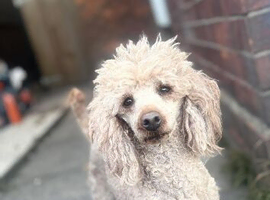 poodle