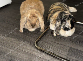 French lops