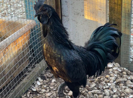 Ayam cemani rooster