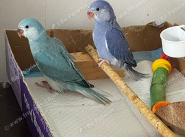Hand-Reared Indian Ringneck Babies &mdash; Violet & Blue Cleartail