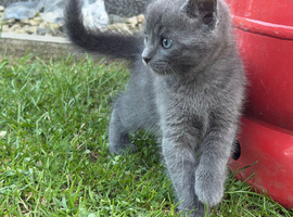 Lovely kittens one female two males