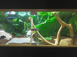 Yellow belly ball python and set up
