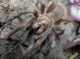 Tarantulas, Centipedes and Other Spiders for sale