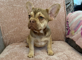 Frenchie puppies