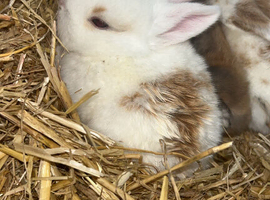 Beautiful baby mini lops