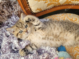 Chinchillas Scottish fold kittens