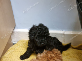 Black boy poodle