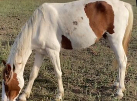 Standerdbred filly