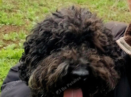 kc male blue poodle