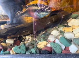 Breeding pair of kribensis