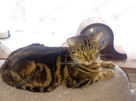 Adult cat