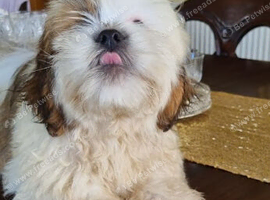 Cute Lhasa Apso Boy Puppy