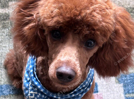 Sweet Mini Poodle Stud - Archie | KC Reg & Tested