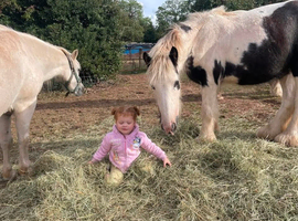 Jasper 2 year old gelding